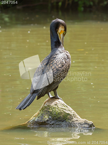 Image of Cormorant in it's natural habitat