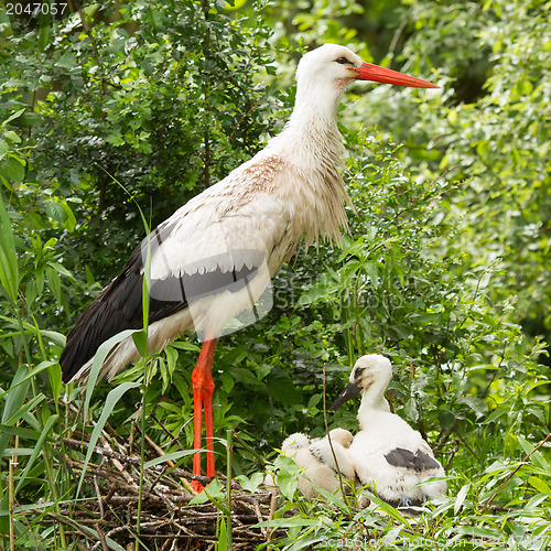 Image of Stork with two chicks