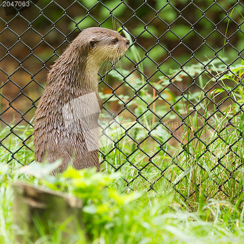 Image of Otter in captivity is looking through the fence of it's cage