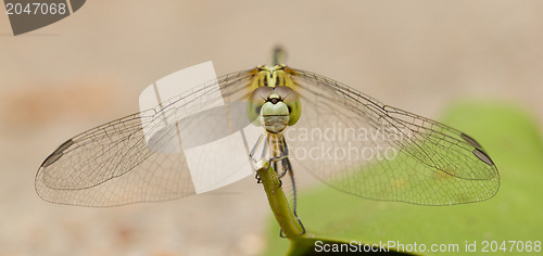 Image of Dragonfly on a leaf