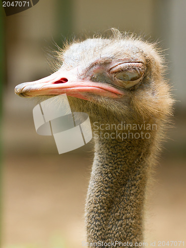 Image of Ostrich standing in a zoo in Saigon