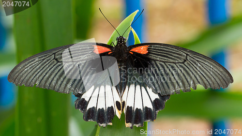 Image of Big colorful butterfly 