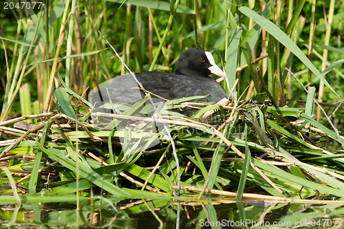 Image of Common coot sitting on a nest 