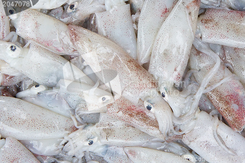 Image of Fresh squid in the market 