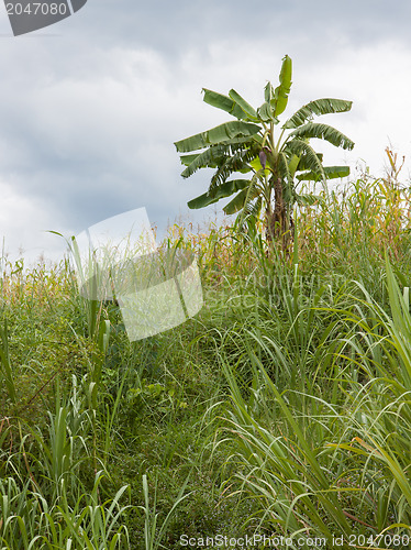 Image of Banana tree hidden in the jungle