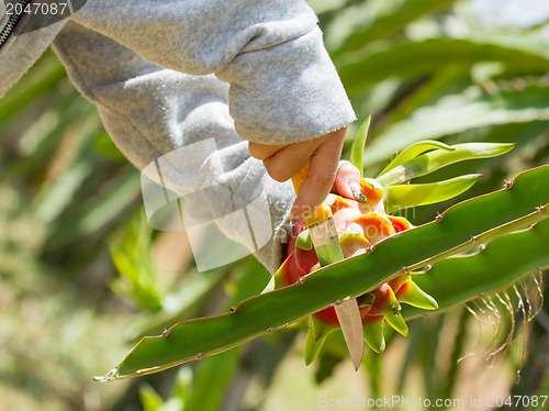 Image of Woman harvesting a dragon fruit