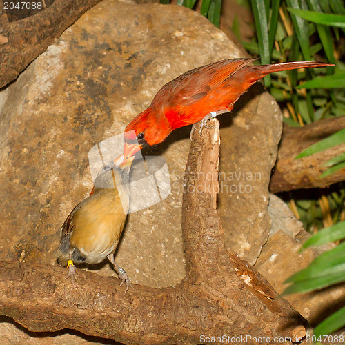 Image of Pair of Northern Cardinals