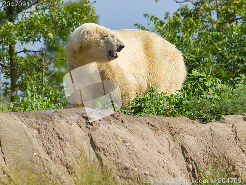 Image of Close-up of a polarbear in capticity 