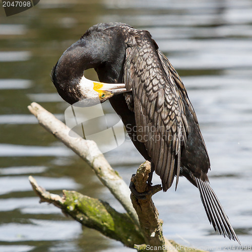 Image of Cormorant in it's natural habitat