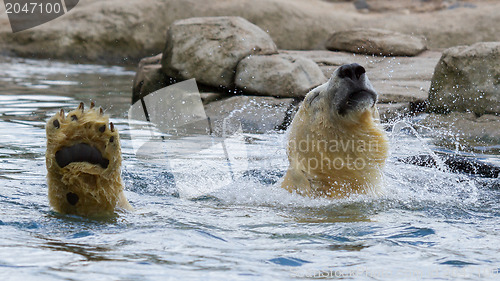 Image of Close-up of a polarbear in capticity 