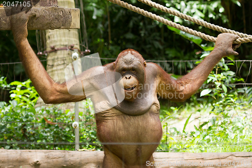 Image of Orangutan (Pongo pygmaeus) in Saigon (Vietnam)