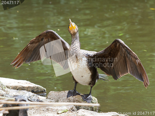 Image of Cormorant drying it's wings