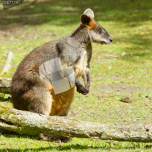 Image of Swamp wallaby in a dutch zoo 