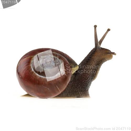 Image of Garden snail (Helix aspersa) 