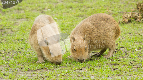Image of Capybara (Hydrochoerus hydrochaeris) 
