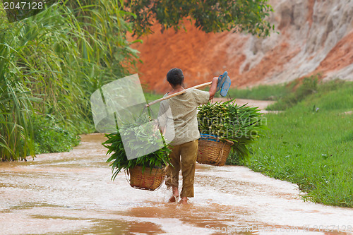 Image of MUI NE, VIETNAM, 26 JULY 2012 - A Vietnamese farmer (woman) her 