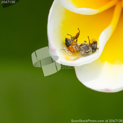 Image of Dead fly in a yellow flower