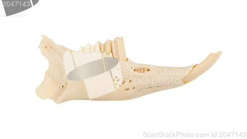 Image of Jaw of a rabid