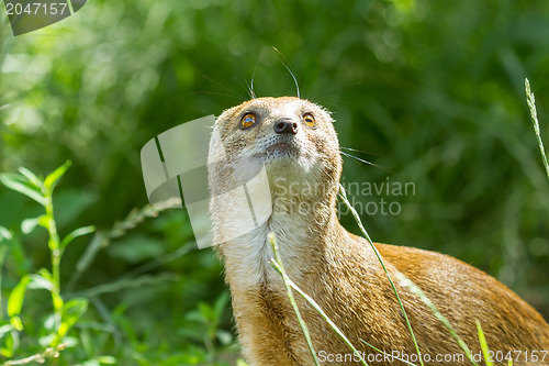 Image of Close-up of a yellow mongoose (cynictis penicillata)