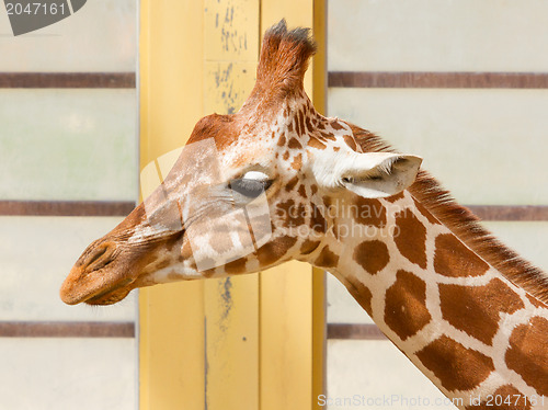 Image of Giraffe, Giraffa Camelopardalis Eating