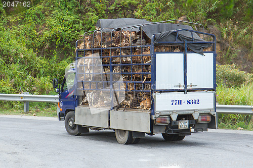 Image of HUÉ, VIETNAM - AUG 4: Trailer filled with live dogs destined fo