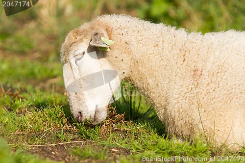 Image of White sheep enjoying the sun