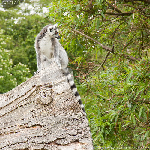 Image of Ring-tailed lemur in captivity