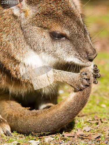 Image of Parma wallaby is cleaning it's tail