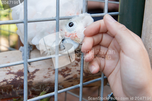 Image of Pet cockatoo asking for attention