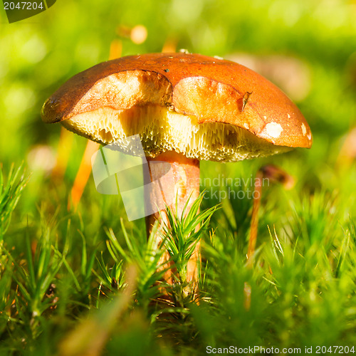 Image of Forest mushroom in the grass