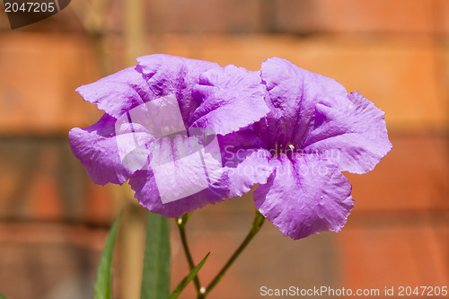 Image of Two purple flowers blooming