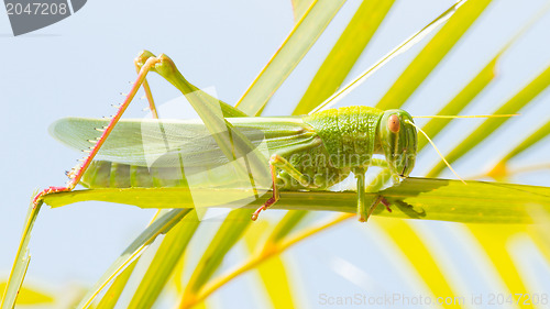Image of Large grasshopper, eating grass