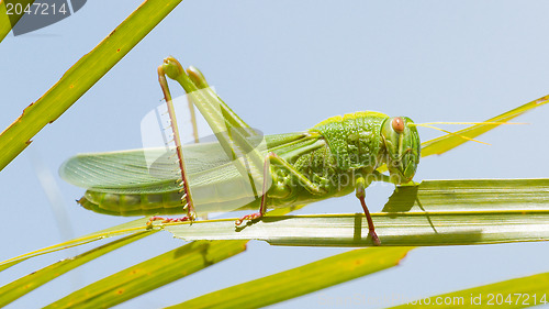 Image of Large grasshopper, eating grass