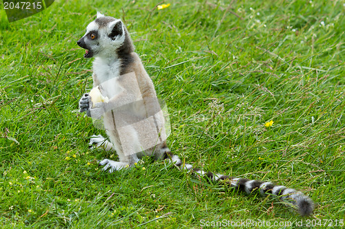 Image of Ring-tailed lemur eating fruit