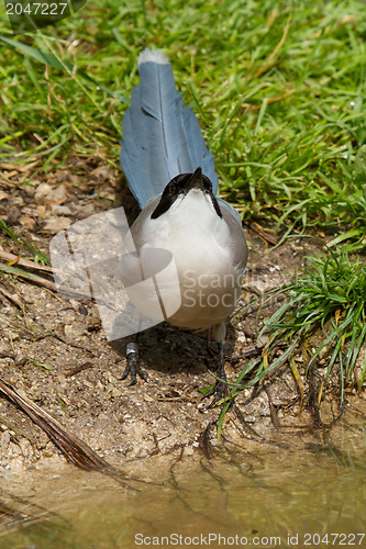 Image of Northern Wheatear