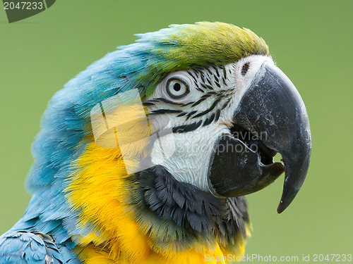 Image of Close-up of a macaw parrot