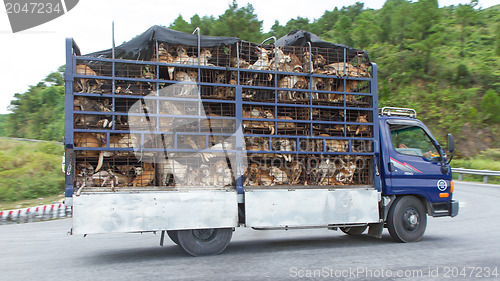 Image of HUÉ, VIETNAM - AUG 4: Trailer filled with live dogs destined fo