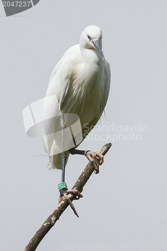 Image of Little Egret (Egretta garzetta)