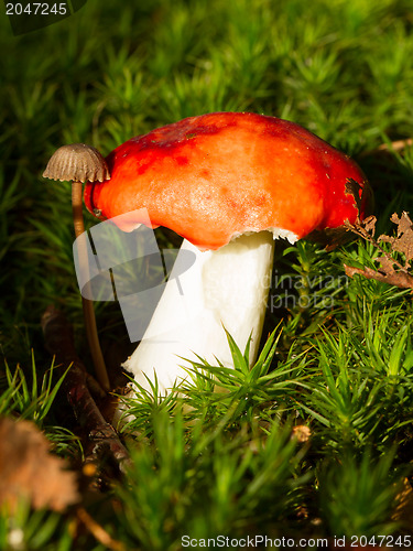 Image of Forest mushrooms in the grass