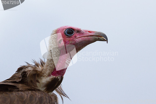 Image of Close-up of a vulture