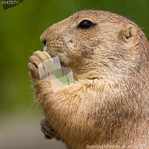 Image of Cute prairie dog eating