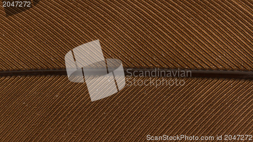 Image of Large brown female peacock feather closeup
