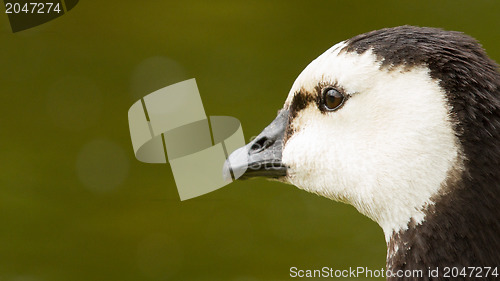 Image of Close-up of a Barnacle Goose