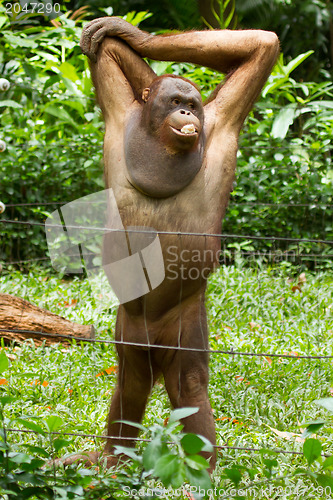 Image of Orangutan (Pongo pygmaeus) in Saigon (Vietnam)
