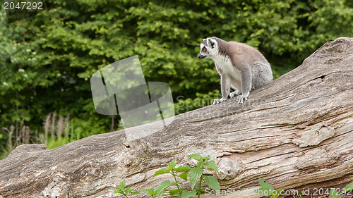 Image of Ring-tailed lemur in captivity