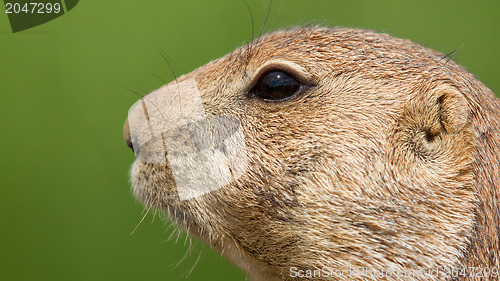 Image of Prairie dog