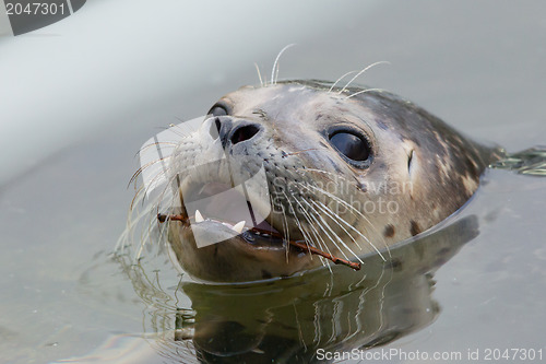 Image of Close-up of a grey seal