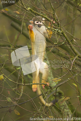 Image of Macaque climbing a tree