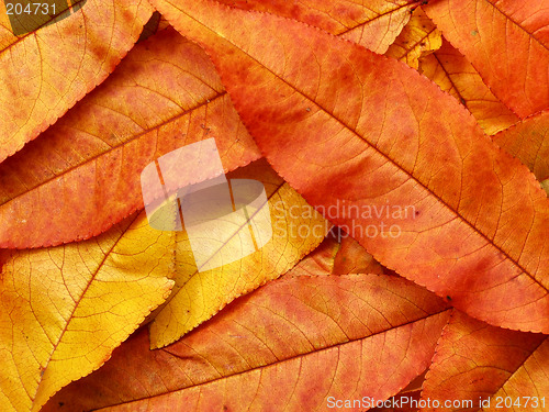 Image of Autumn colorful leaves background