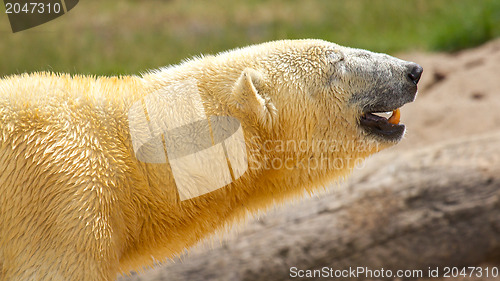 Image of Close-up of a polarbear (icebear) 